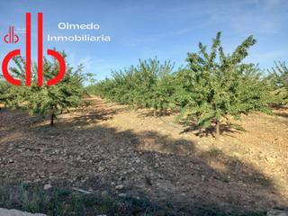 Finca rústica a Calle garcía pavón 112. Finca de 23  has de almendros y  pistachos don victor y casa cas