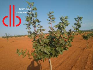 Finca rústica a Calle garcía pavón 112. Finca de 8.5 has de pistachos en tomelloso de secano con bombeo