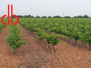 Finca rústica a Calle garcía pavón 112. Finca de 13,5 has viña en espaldera  de riego