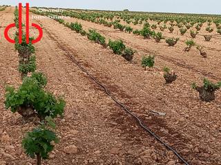 Finca rústica a Calle garcía pavón 112. Viña baja de 13 has en carretera de socuellamos