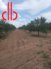 Finca rústica a Calle garcía pavón 112. Finca de 16 ha de almendros