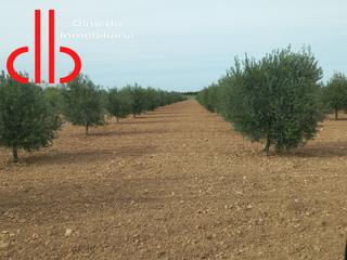 Finca rústica a Calle garcía pavón 112. Finca de olivas 40 has