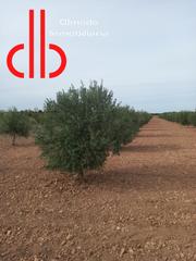 Finca rústica a Calle garcía pavón 112. Almendros y olivas  de secano
