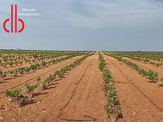 Finca rústica a Calle garcía pavón 112. Finca de viña baja y almendros todo regadio