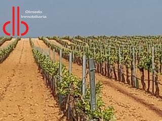 Finca rústica a Calle garcía pavón 112. Viña en espaldera  de riego carretera socuellamos