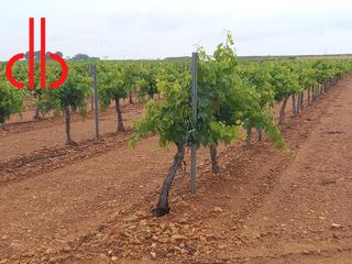 Finca rústica a Calle garcía pavón 106. Viña en espaldera  de 13has de  riego carretera socuellamos