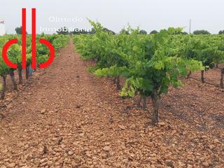Finca rústica a Calle garcía pavón 112. Finca de viña en espaldera de riego