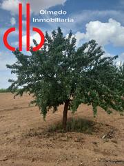 Finca rústica a Calle garcía pavón 112. Finca de 8 has de almendros en tomelloso