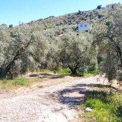 Finca rústica  Plaza españa. Venta de olivos