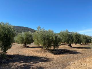 Finca rústica a Avenida de torres 2. Olivar  de riego con  439 plantas en mancha real (jaen)