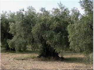 Finca rústica a Calle sevilla 39. Finca de olivar de 36 fanegas zona pilar de moya termino de torr