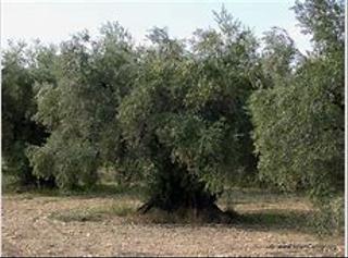 Finca rústica  A-320. Olivar de riego carretera de jimena mancha real, jaen
