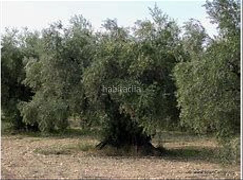 Foto c462237c-b701-473a-a1d1-b857ca2ec36d. Finca rústica a Puente Jontoya - Puente de la Sierra - El Arroyo Jaén