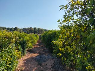 Finca rústica a Montroy. Terreno montroy
