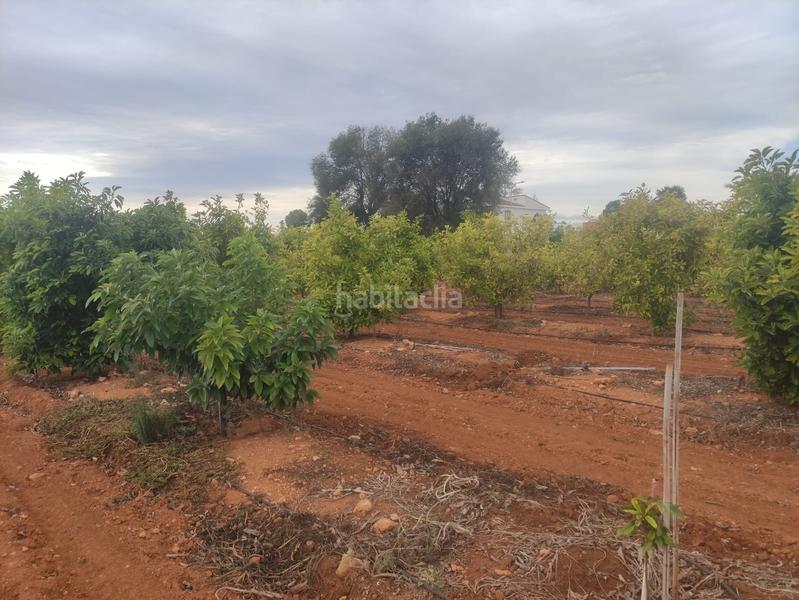 Foto 4328fc5c-2f45-4628-8a9c-8efb3118fa88. Rural plot in Picassent