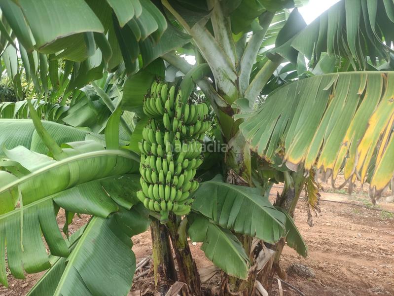 Foto 98a91632-def0-4924-bf18-dadffbcc6051. Rural plot in Picassent