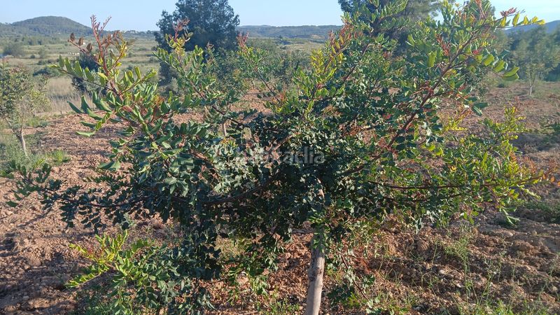 Foto 75c59d4b-053d-43e3-8b09-454d64dd5299. Finca rústica terreno rustico en Turís