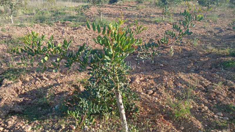 Foto ca2ce05b-5c1a-45e3-9eb2-0bfb9411ef94. Finca rústica terreno rustico en Turís