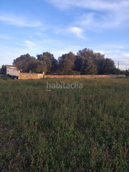 Foto 6d2b852c-5413-41b4-9101-ab9aaf09404c. Finca rústica a Manacor centre Manacor