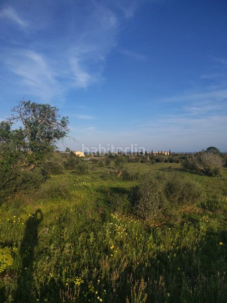 Foto 71d7e998-e6c3-4f38-9331-91427af00339. Finca rústica a Cala Millor Son Servera
