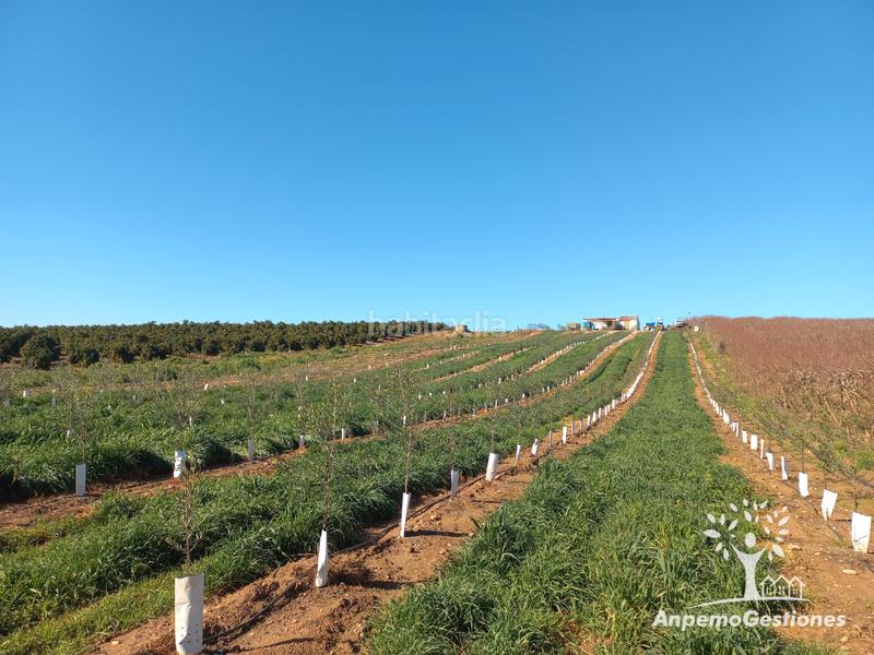 Foto 4f7f2cb5-09f8-41c2-9fa5-e2b81460a559. Finca rústica a Lora del Río