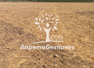 Landgut  Calle marcos orbaneja. Finca 5 hectáreas tierra labor regadio