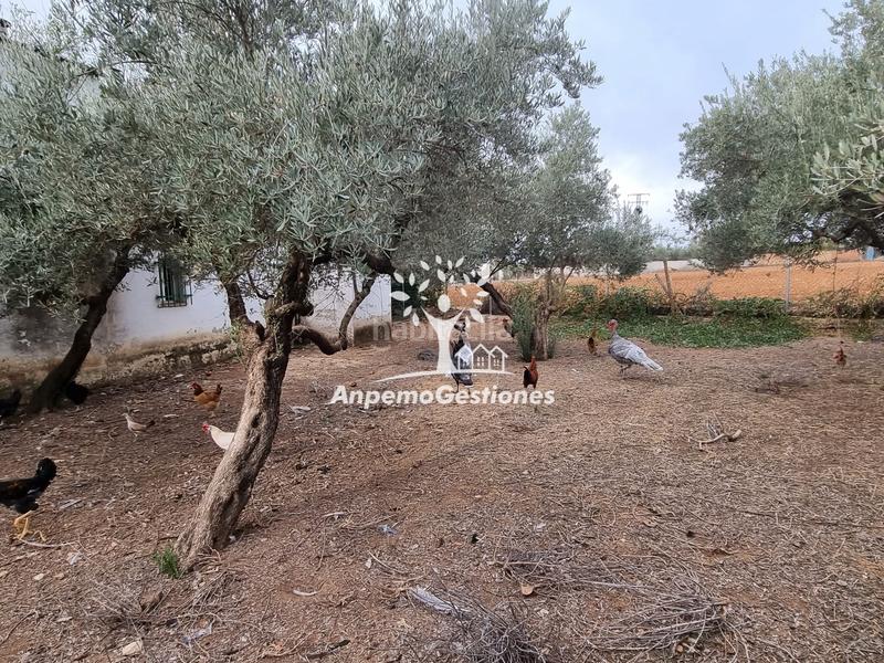 Foto 52593190-70f2-4ce3-a08d-3c168a1deef4. Propriété dans Puebla de los Infantes (La)