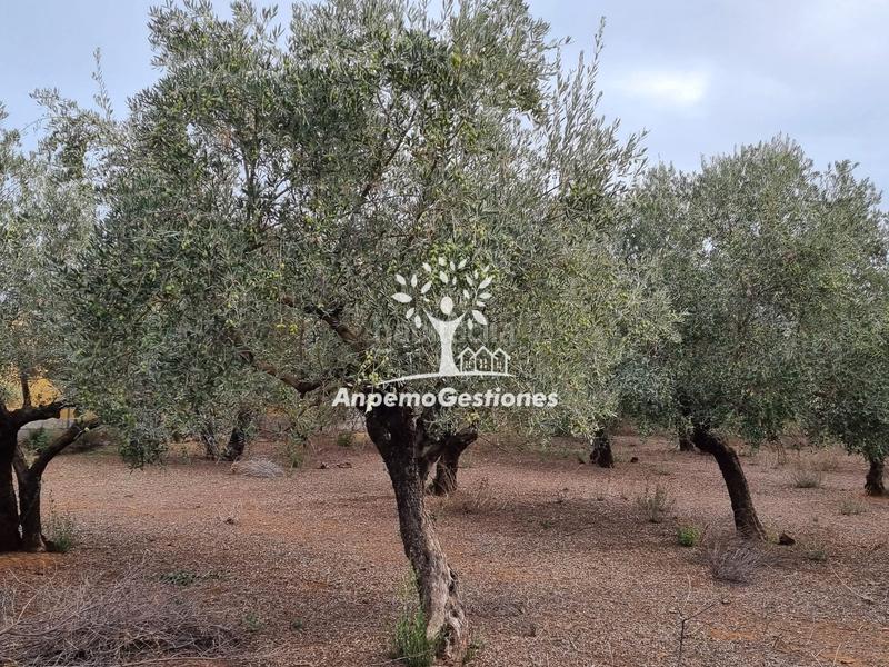 Foto 62c13277-9561-4b03-bfde-4871ad611bcc. Propriété dans Puebla de los Infantes (La)