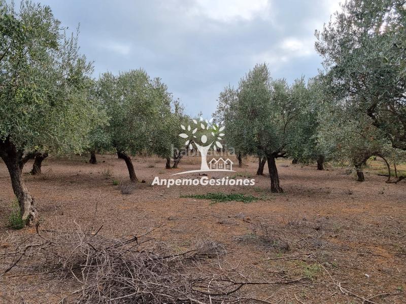 Foto 79c41f33-e088-467f-9c99-a3e938d58db0. Propriété dans Puebla de los Infantes (La)