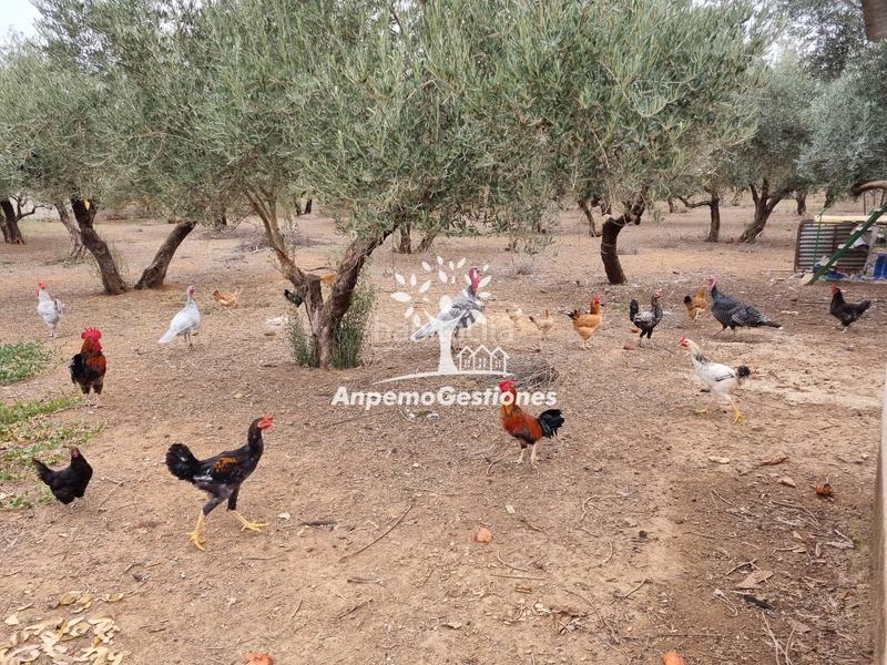 Foto 976957d7-0e5e-4492-96c3-16432f8ad1f5. Propriété dans Puebla de los Infantes (La)