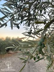 Landgut in Palma del Río