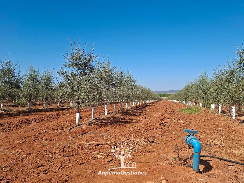 Foto 03374ed2-56be-48dc-9fc5-00a76f8d3421. Finca rústica finca olivar superintensivo en Lora del Río