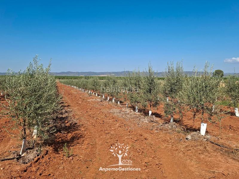 Foto 0d171c0d-164a-4c2f-b945-da2ac8fbe797. Finca rústica finca olivar superintensivo en Lora del Río