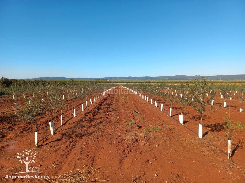 Foto 11b12b76-925f-41e7-b02a-3bf2f838c547. Finca rústica finca olivar superintensivo en Lora del Río