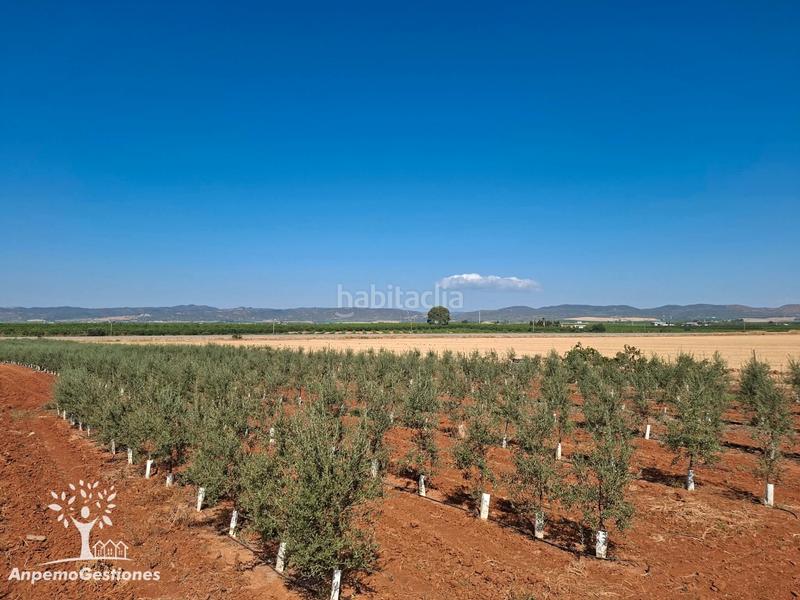 Foto 31617a1a-9fc2-46af-8b25-db908bdd0ec8. Finca rústica finca olivar superintensivo en Lora del Río