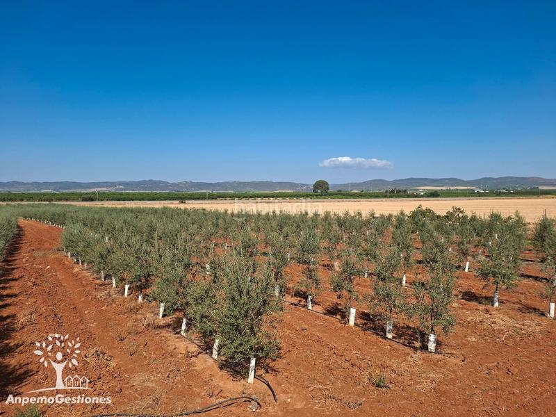 Foto 6f0e874d-ca8f-4a93-adb0-3ef4d45115c4. Finca rústica finca olivar superintensivo en Lora del Río