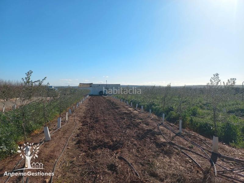 Foto 77caacd4-9705-47c5-90ca-66b0d5b7ea2c. Finca rústica finca olivar superintensivo en Lora del Río
