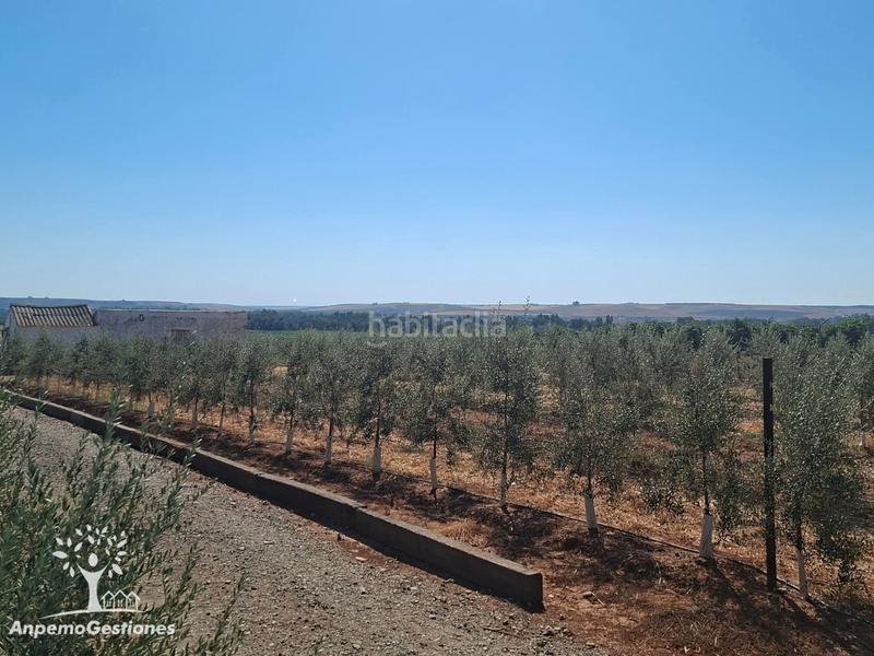Foto 88364da4-657f-445c-be08-3a23619062fa. Finca rústica finca olivar superintensivo en Lora del Río