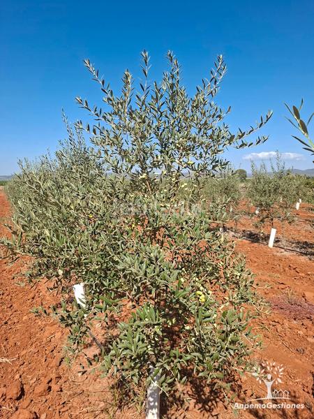 Foto b80fd1fc-4174-4fda-94b2-a3aa083ece18. Finca rústica finca olivar superintensivo en Lora del Río