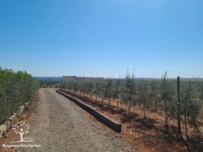 Foto bcb79225-5faf-4de4-8cb3-1fb7ebc0b32b. Finca rústica finca olivar superintensivo en Lora del Río
