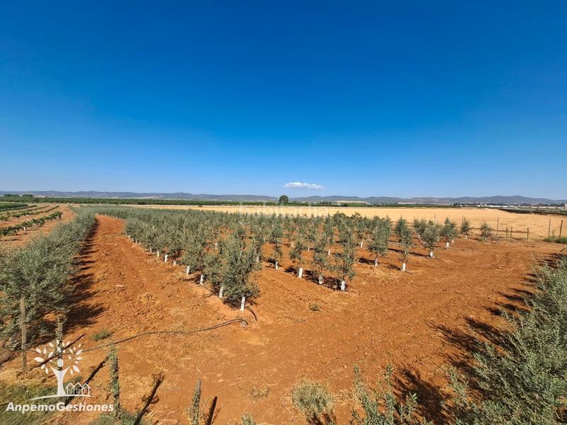 Foto e5da3993-3bb3-41b8-84ba-3a9883b79bb7. Finca rústica finca olivar superintensivo en Lora del Río