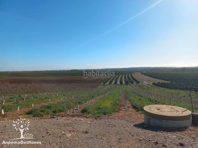 Foto e680e007-a00f-4998-9dc7-7dc146e91b55. Finca rústica finca olivar superintensivo en Lora del Río