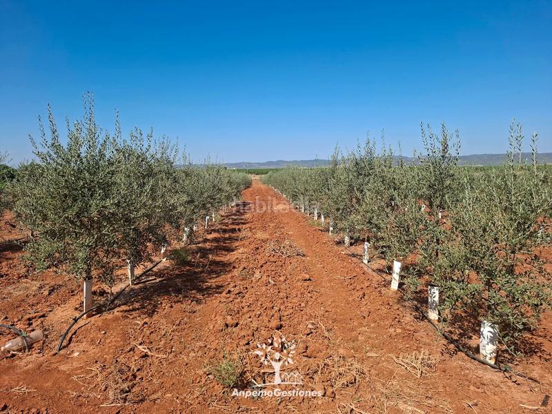 Foto ef52e5e8-3ac2-4332-93c3-0e512ce9ab5c. Finca rústica finca olivar superintensivo en Lora del Río