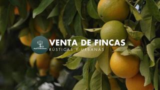Propriété  Calleja alegría. 2,5 has de naranjos, productivas, maquinaria