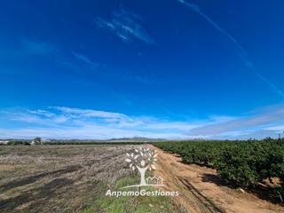 Finca rústica a Carretera antigua de alcolea 101a. 2 hectareas de regadío lora del rio