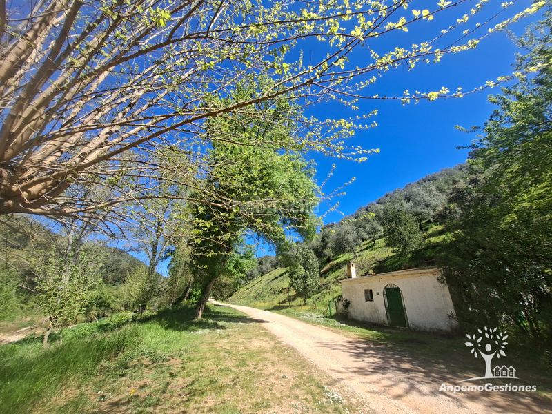 Foto 08657e7e-d6ff-4d9d-b231-1e904262039c. Finca rústica a camino de la ermita 18 a Navas de la Concepción (Las)