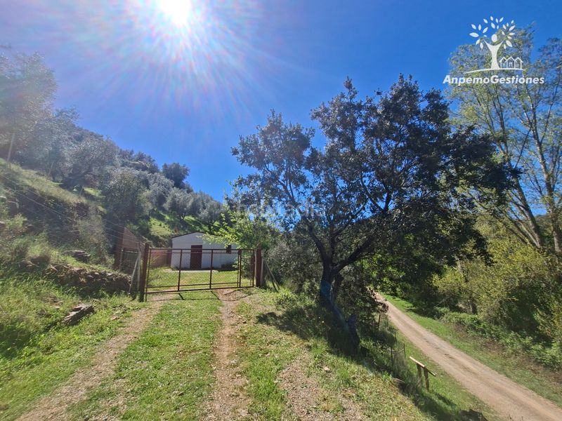 Foto c59b95da-aaea-4a95-aff6-b37461f6d03d. Finca rústica a camino de la ermita 18 a Navas de la Concepción (Las)