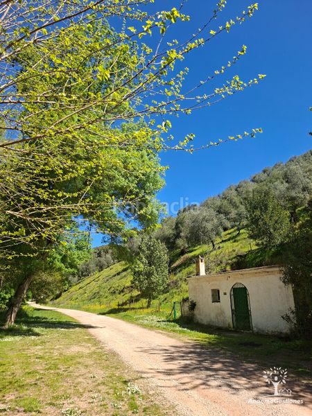 Foto cda0a0b5-c7e6-4b99-b7bf-130302edbe0e. Finca rústica a camino de la ermita 18 a Navas de la Concepción (Las)