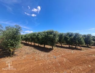 Finca rústica a Calle juan miró 15. 13 has olivar superintensivo comunidad y pozo