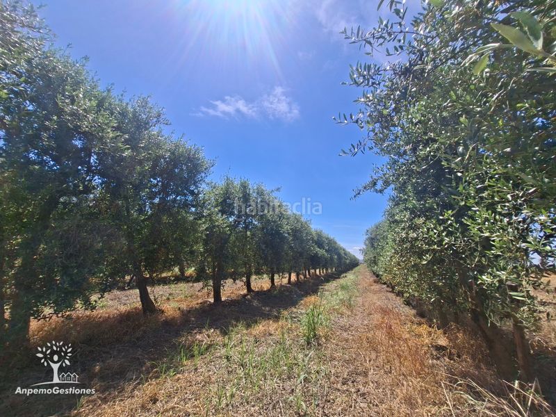 Foto a2adb9aa-419b-476d-8522-70108b37e545. Finca rústica a calle juan miró 15 a Palma del Río